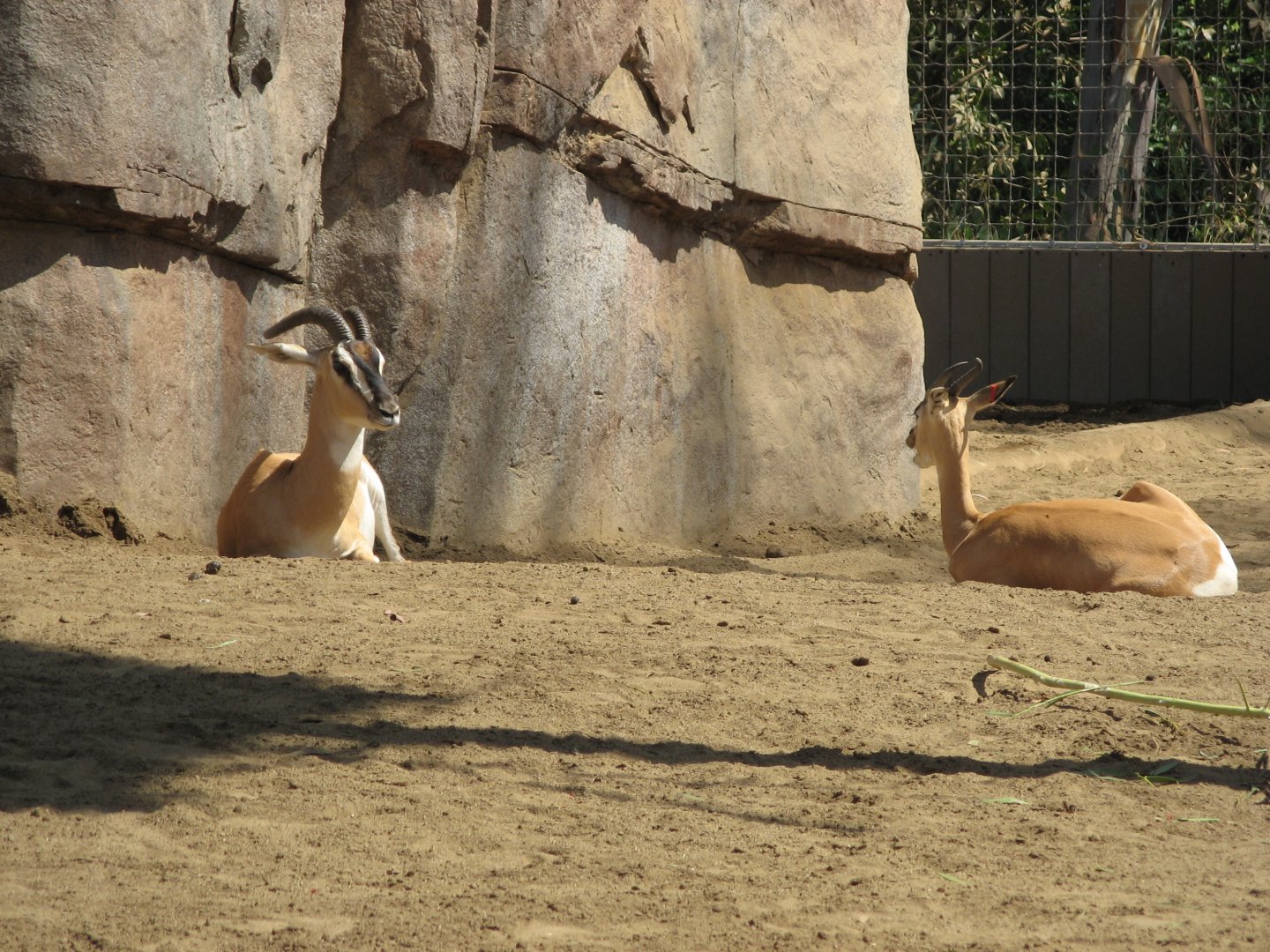 Nubian Soemmerring's Gazelle (2008)