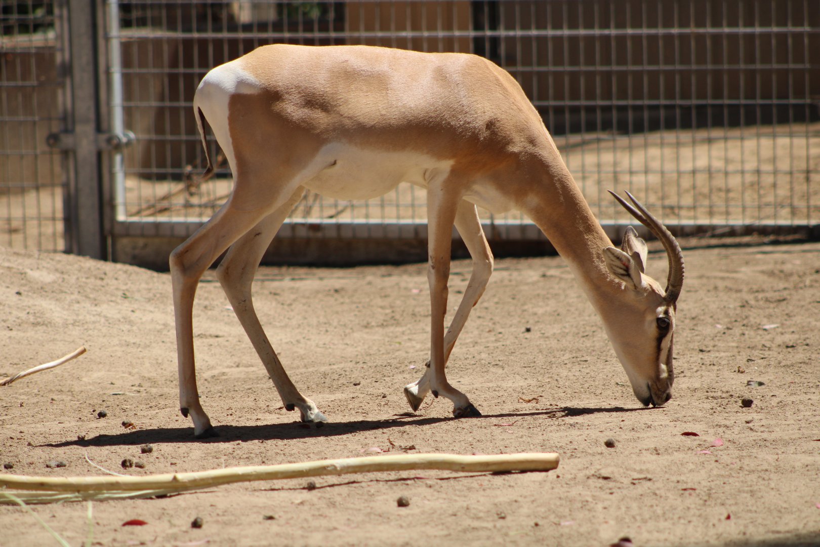Nubian Soemmerring’s Gazelle (N. s. soemmerringii)