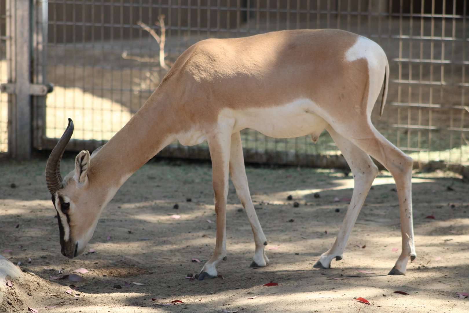 Nubian Soemmerring’s Gazelle (N. s. soemmerringii)