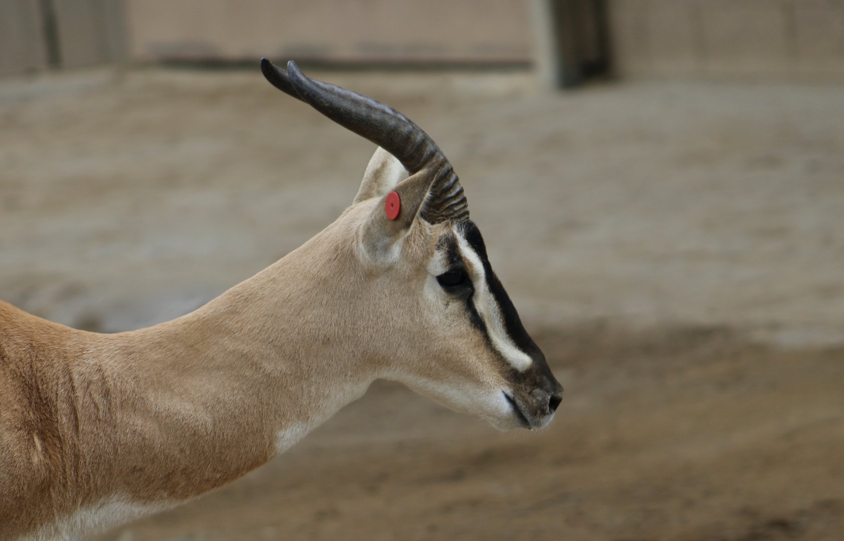 Nubian Soemmerring's Gazelle (Nanger soemmerringii soemmerringii)