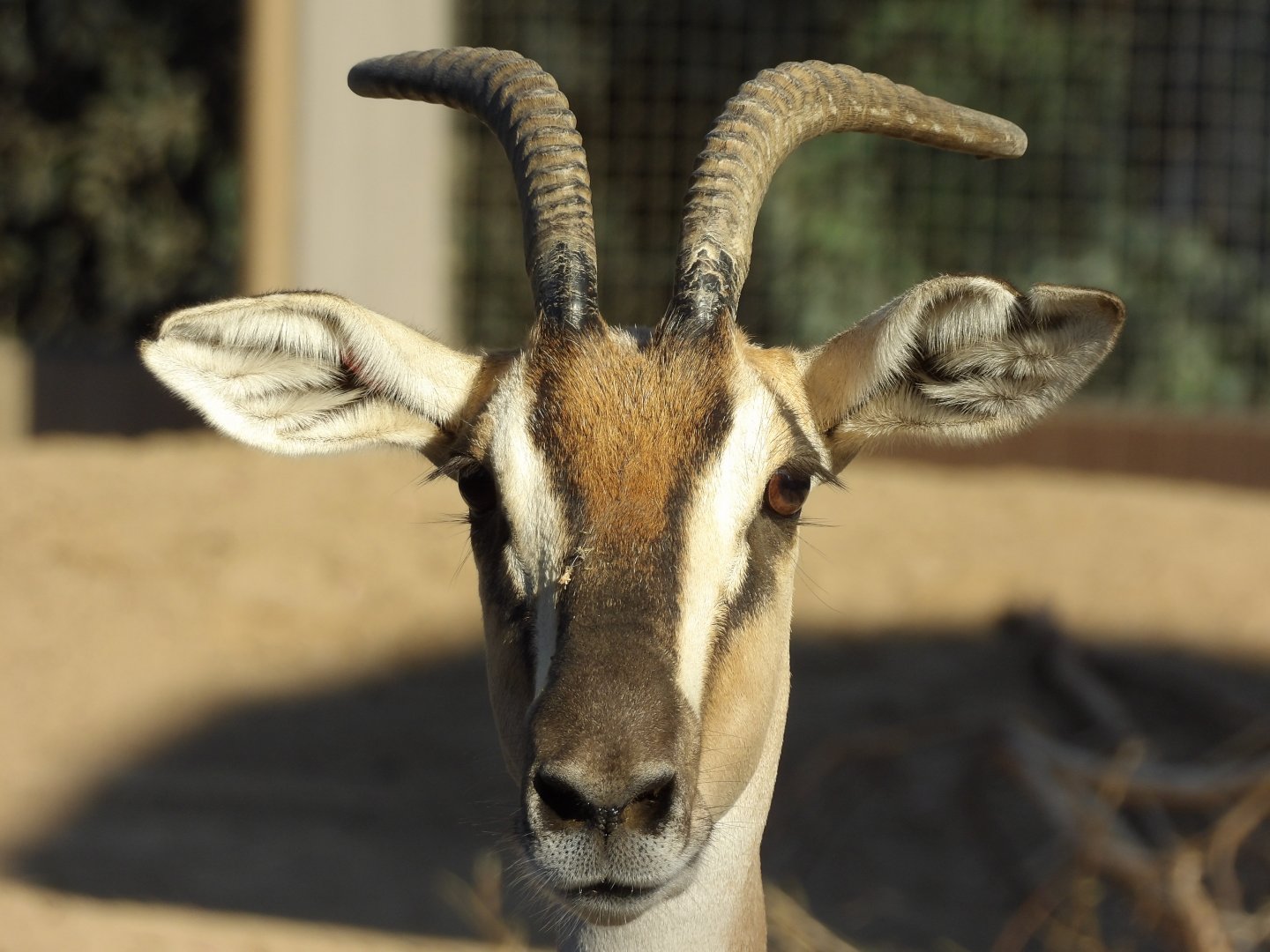 Nubian Soemmerring's Gazelle(Nanger soemmerringii)