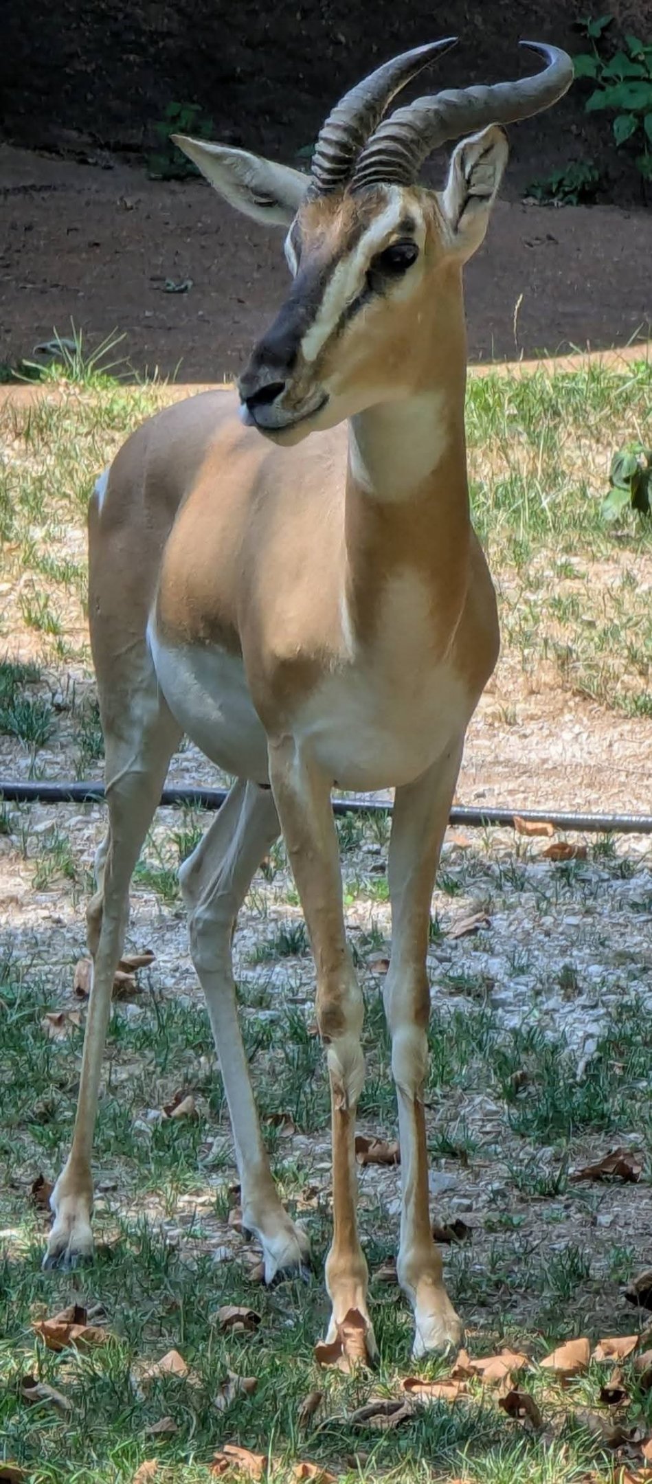 Nubian soemmerring's gazelle (Nanger soemmerringii)