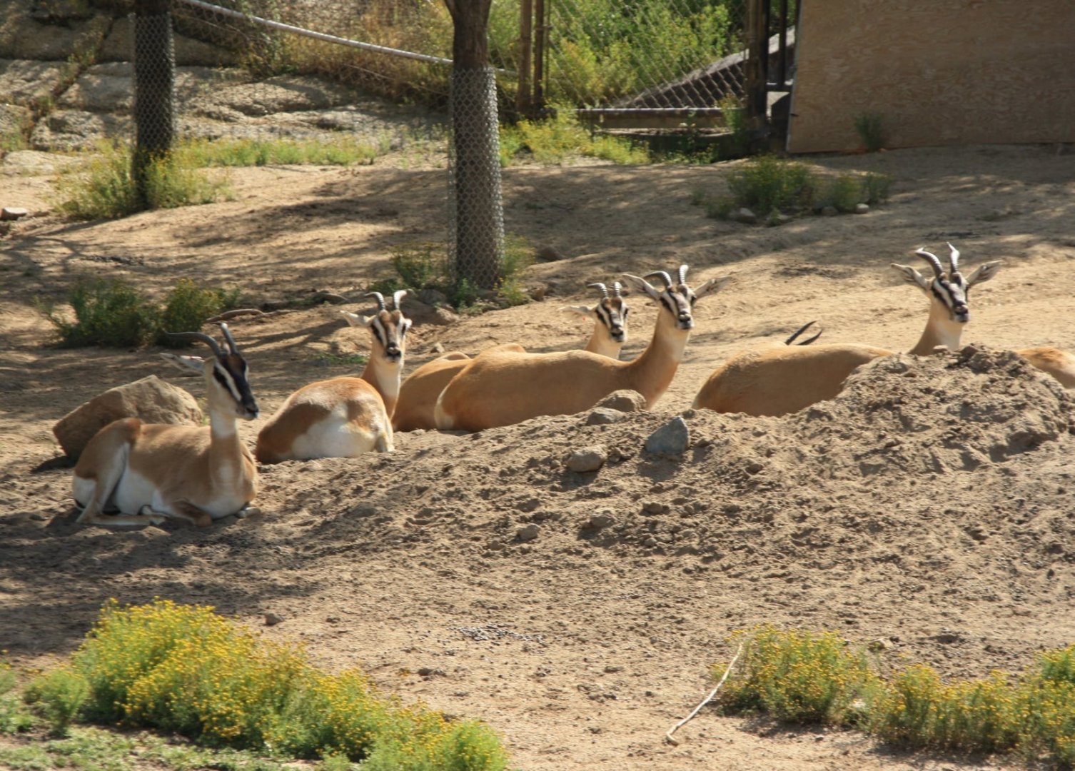 Nubian Soemmerring's Gazelle
