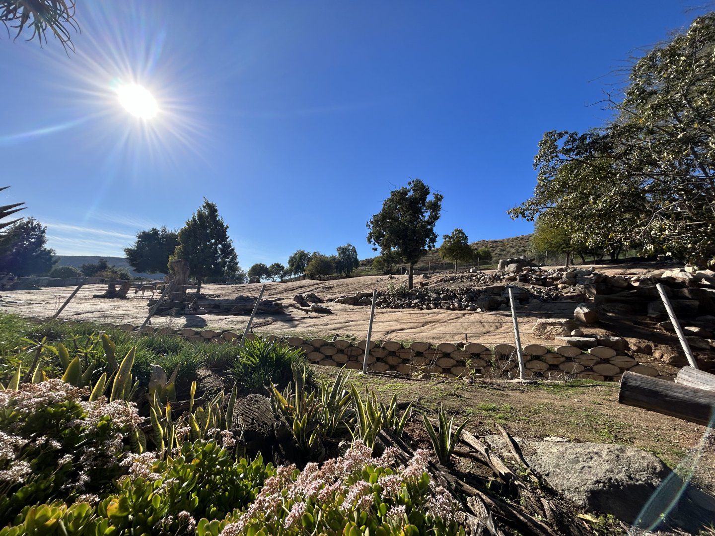 Nubian Sommering’s Gazelle Exhibit - Africa Loop