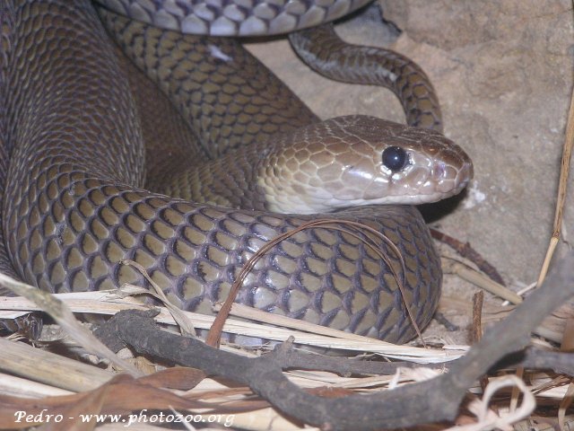 Nubian spitting cobra (Naja nubiae)