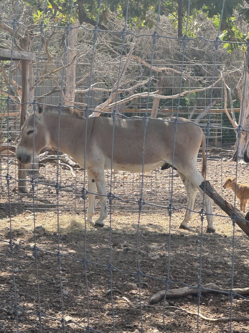 "Nubian Wild Ass" (7/3/24)