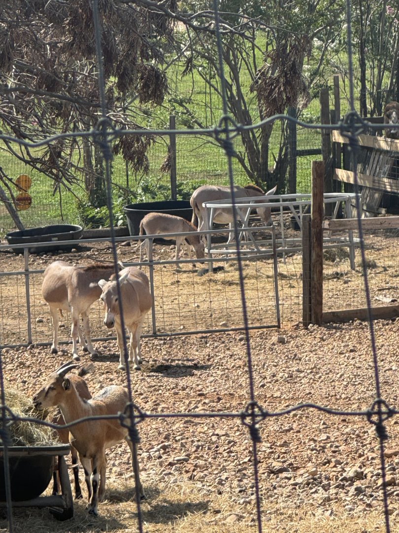 "Nubian Wild Asses", including baby (7/3/24)