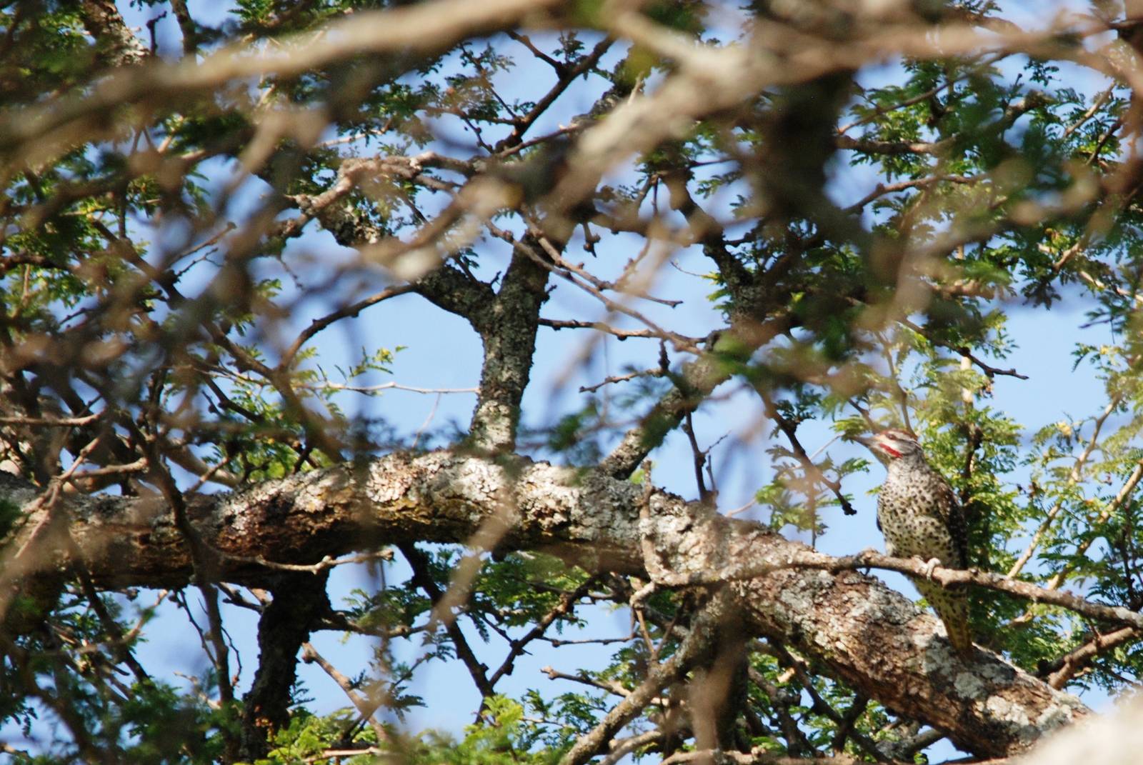 Nubian Woodpecker at Bishangari Lodge, 14/10/14
