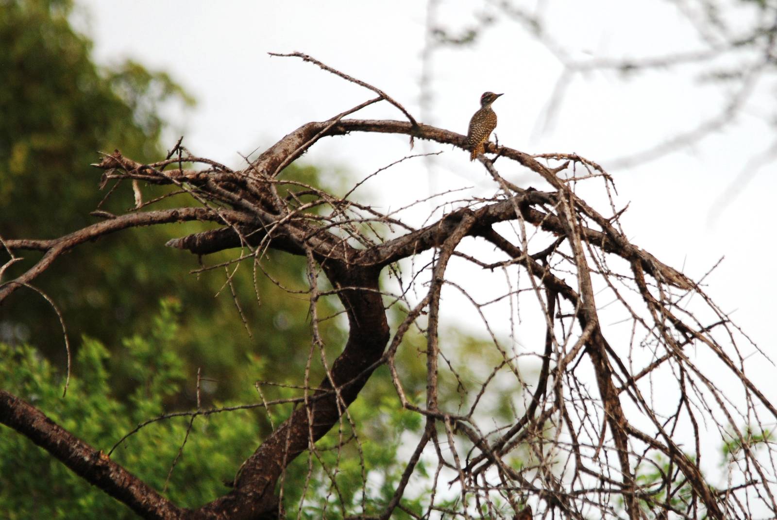 Nubian Woodpecker in Awash NP, 12/10/14