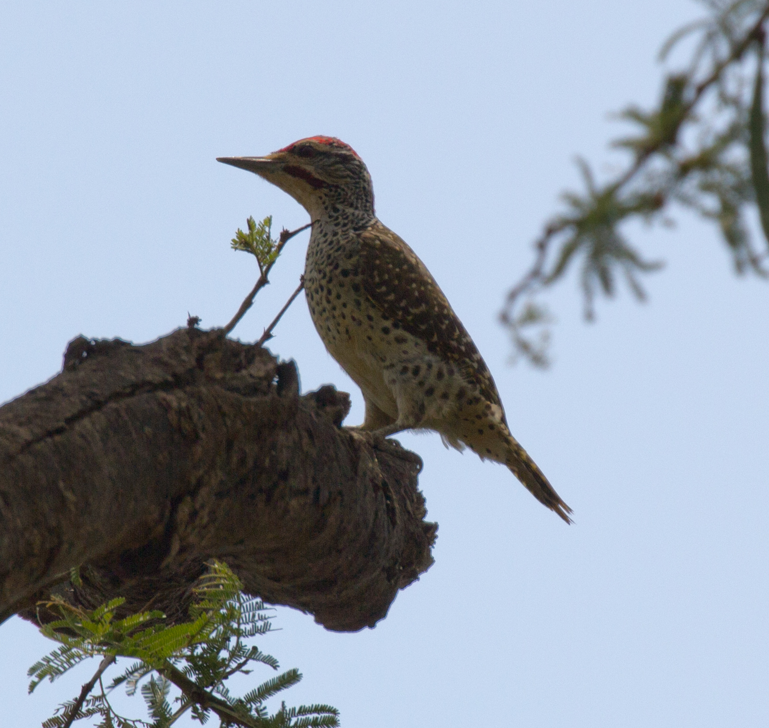 Nubian Woodpecker