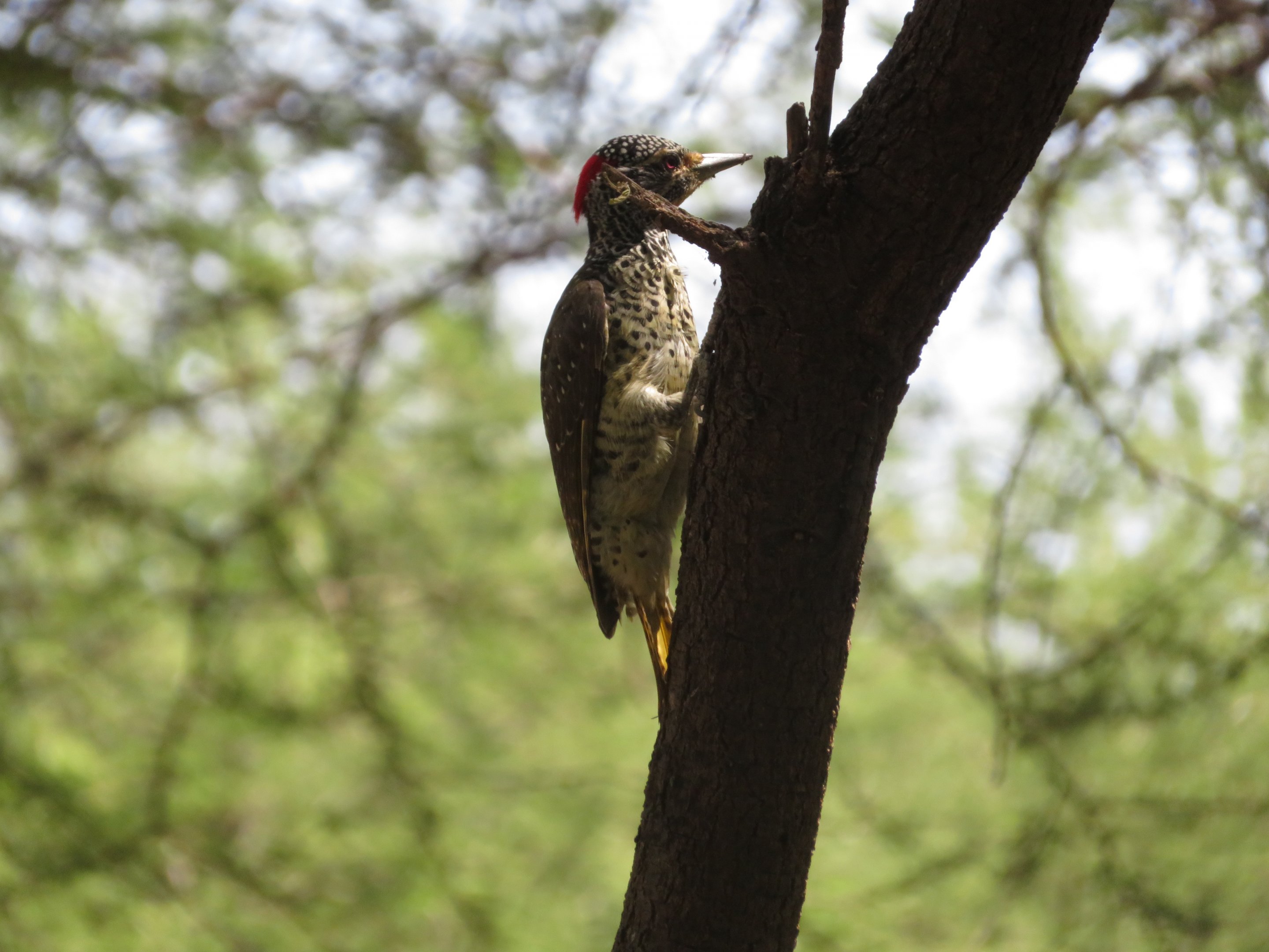 Nubian Woodpecker