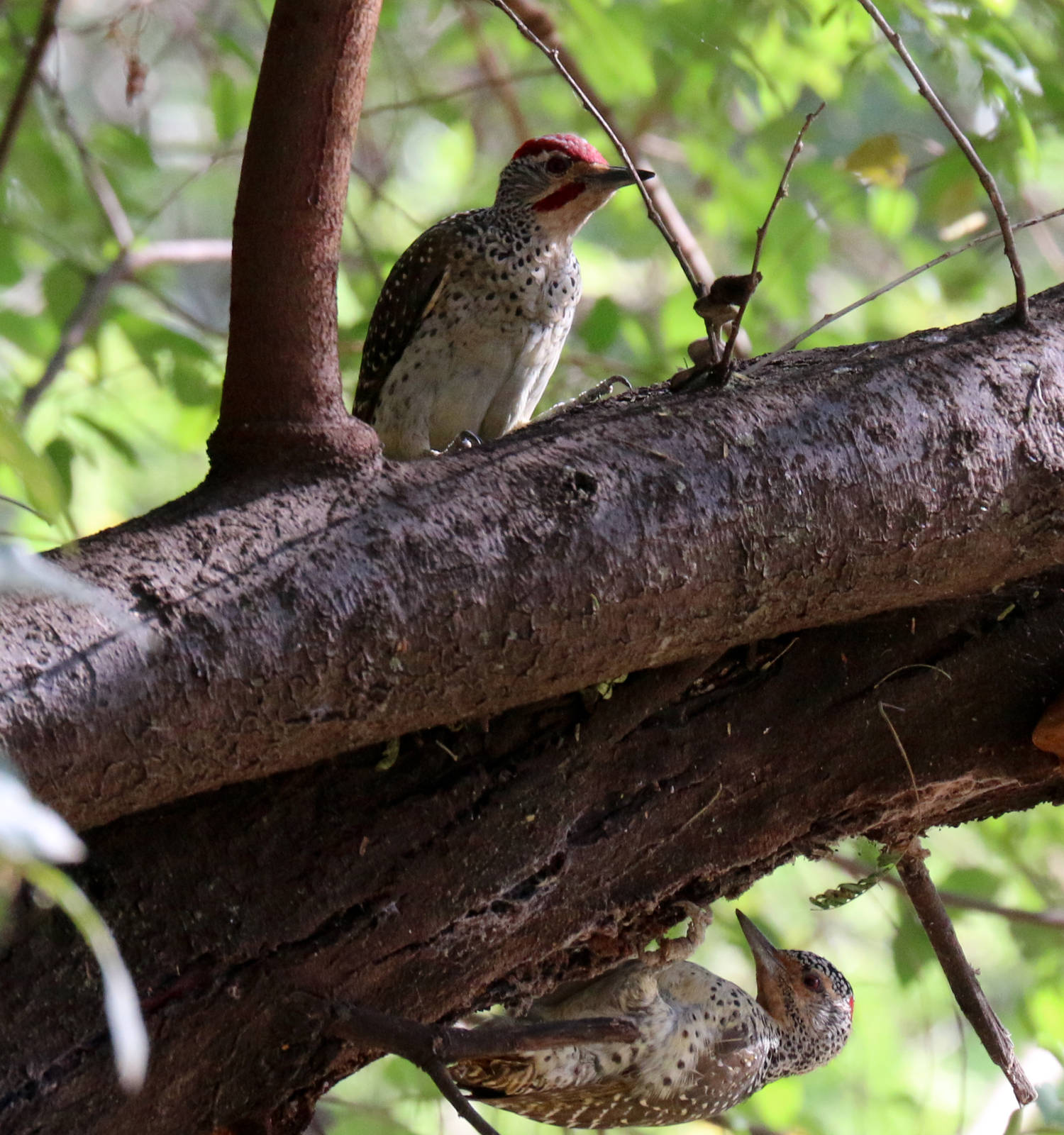 Nubian Woodpeckers, male on top