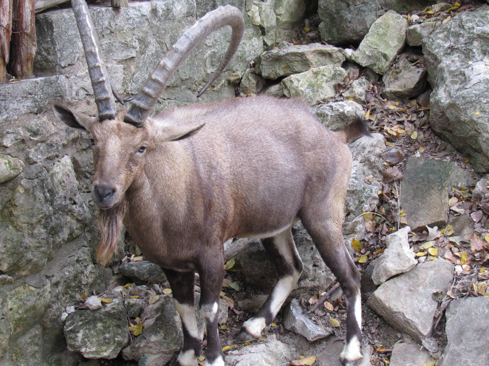 Nubian_Ibex