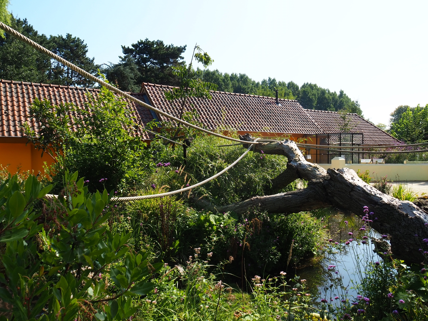 Nuboso exhibit (Sep 2nd, 2018)