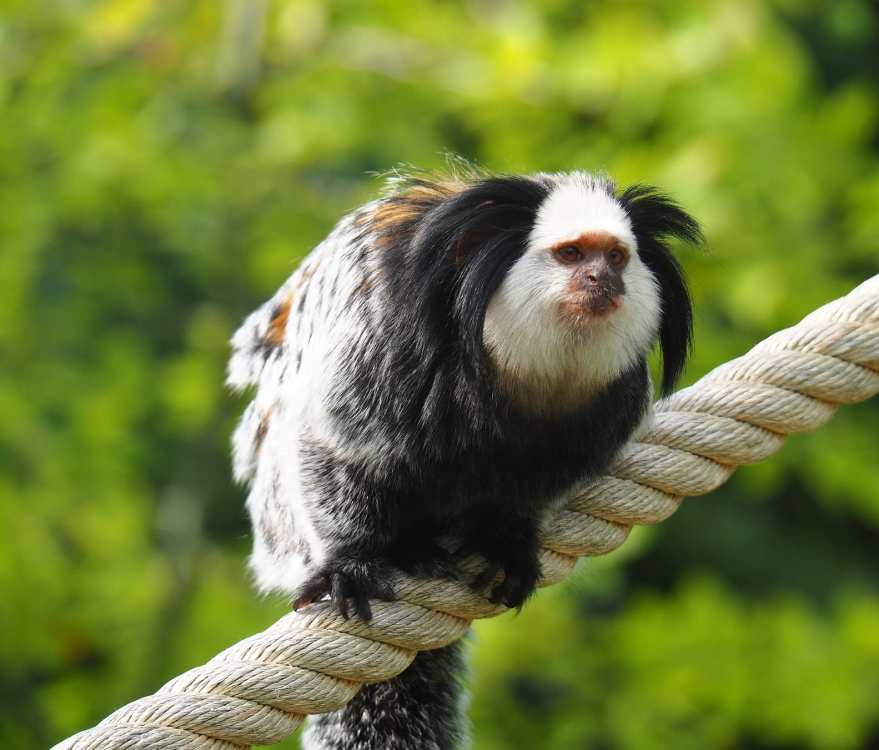 Nuboso - Geoffroy's marmoset (Callithrix geoffroyi), Sep 2nd, 2018