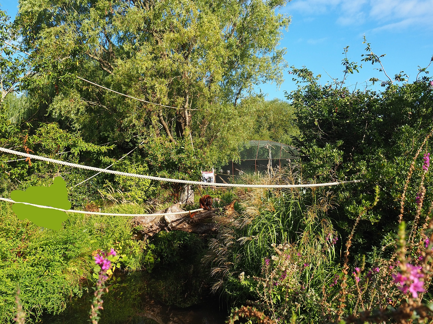 Nuboso monkey exhibit, 2022-08-28