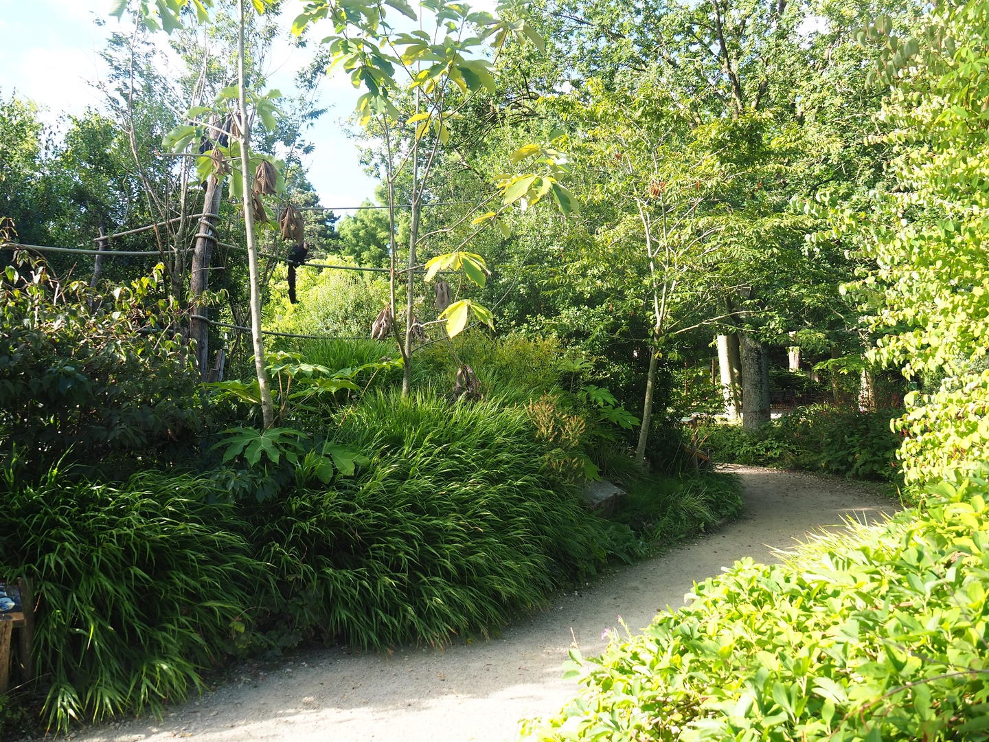 Nuboso monkey exhibit, 2022-08-28