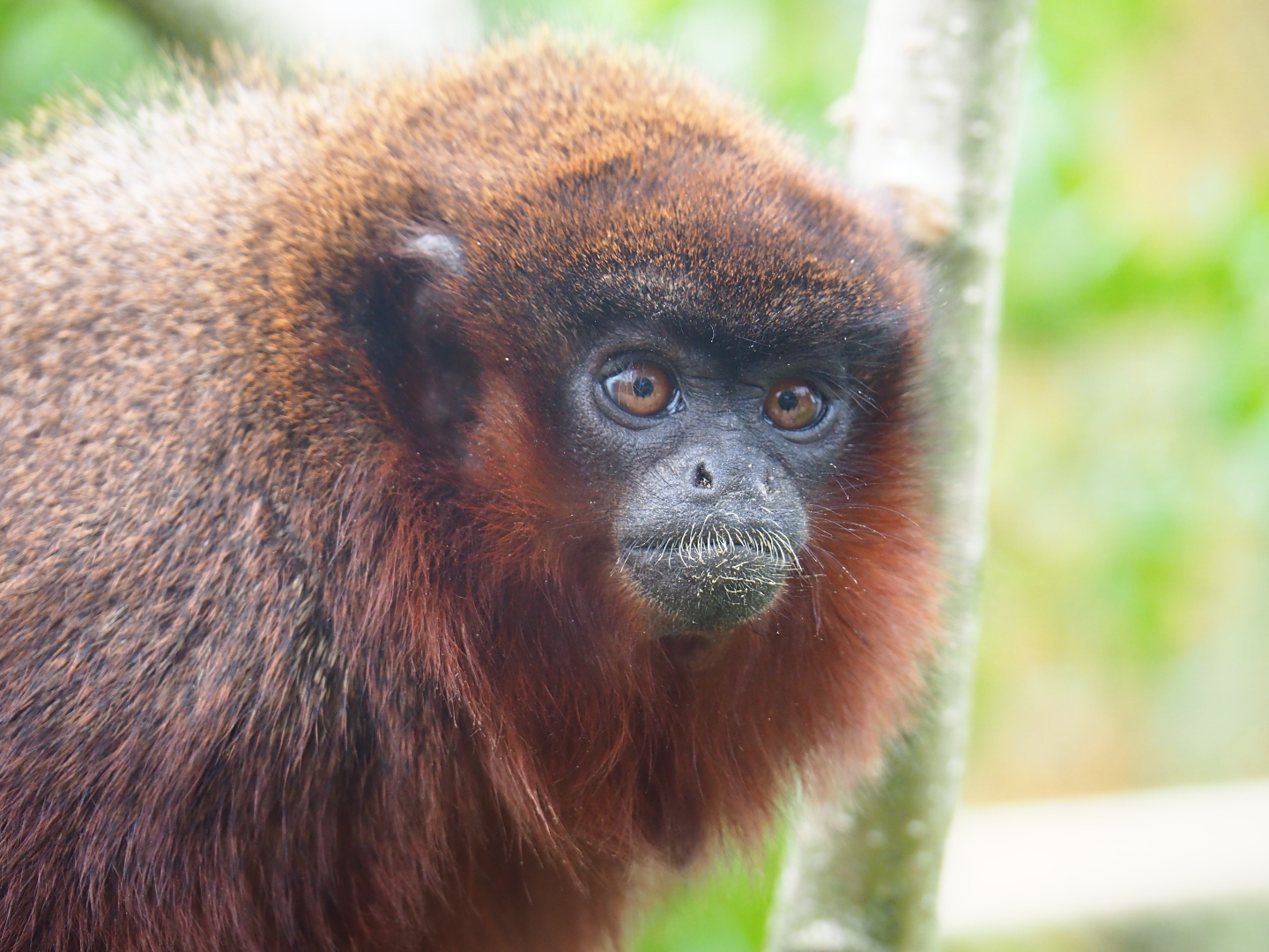 Nuboso - Red titi (Plecturocebus cupreus), Sep 2nd, 2018