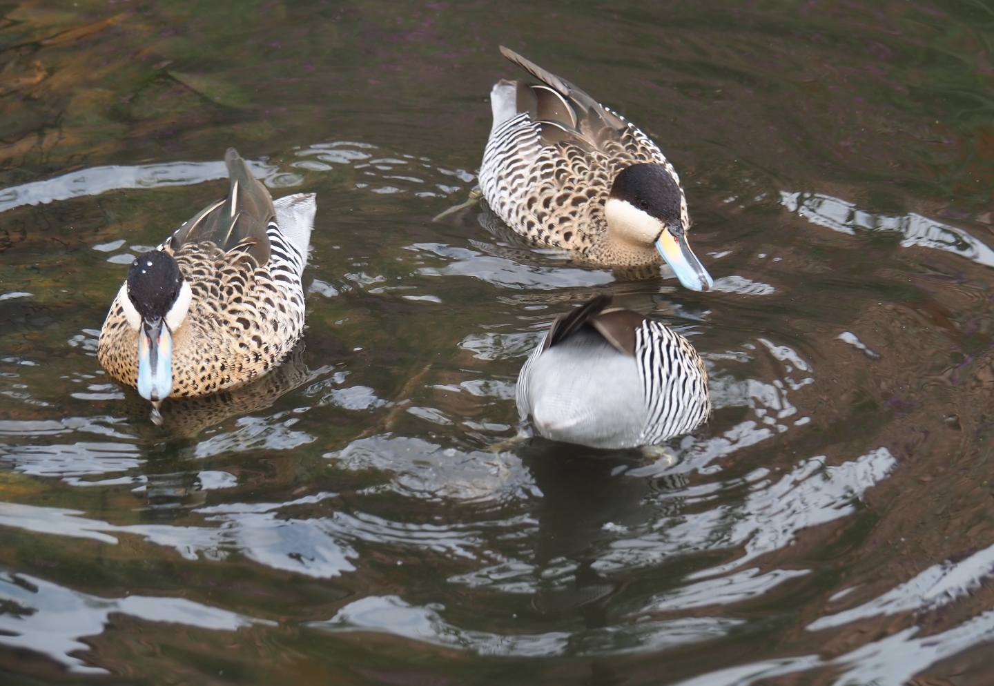 Nuboso - Versicolor or silver teals (Spatula versicolor), Sep 2nd, 2018