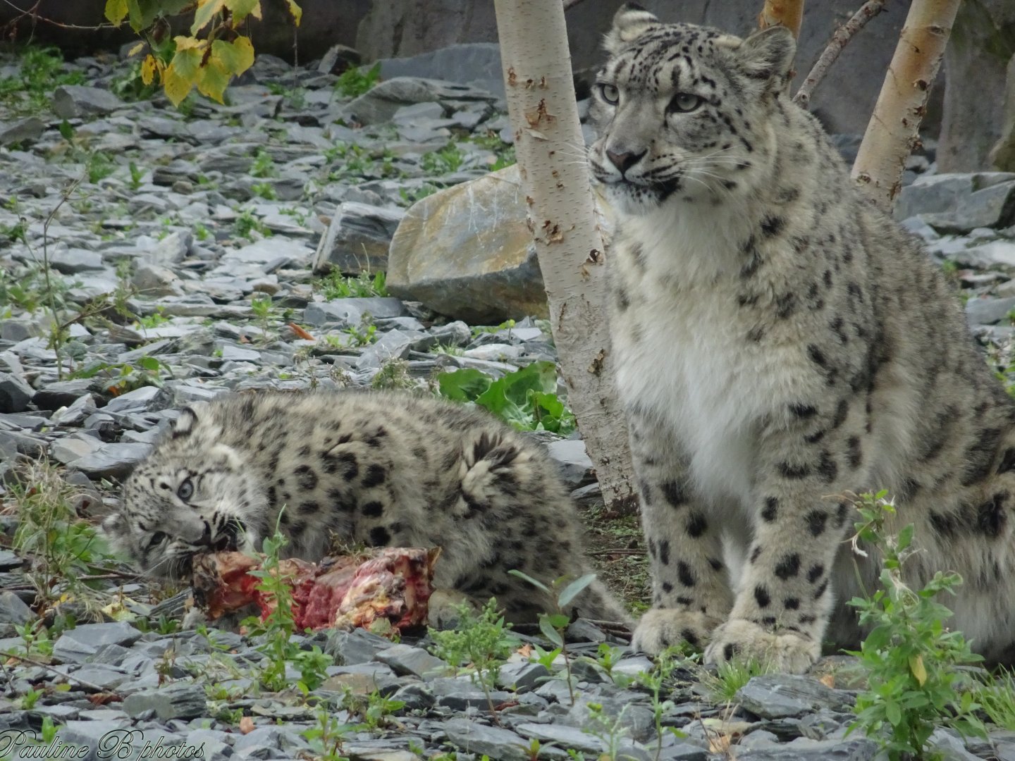 Nubra and Bheri 5 October 2025
