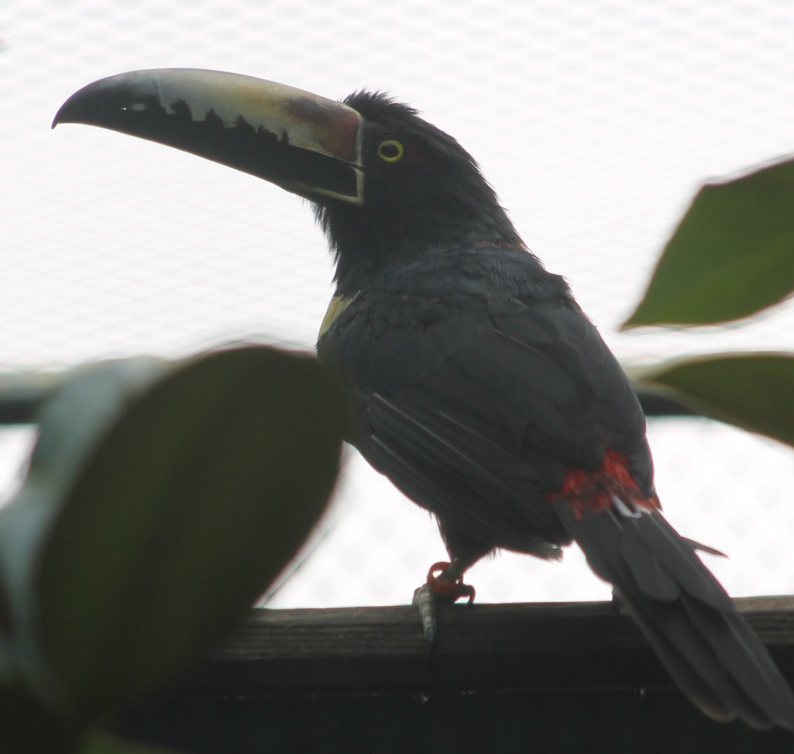 Nuchal'ls collared aracari