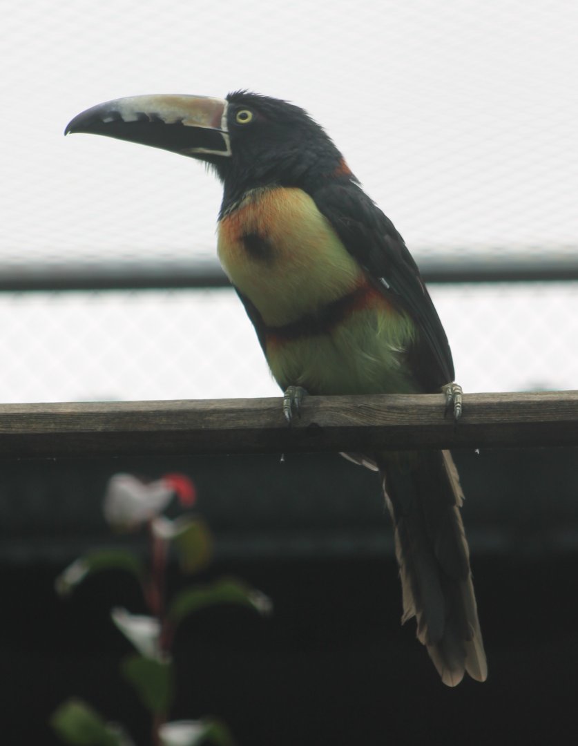Nuchal's collared aracari