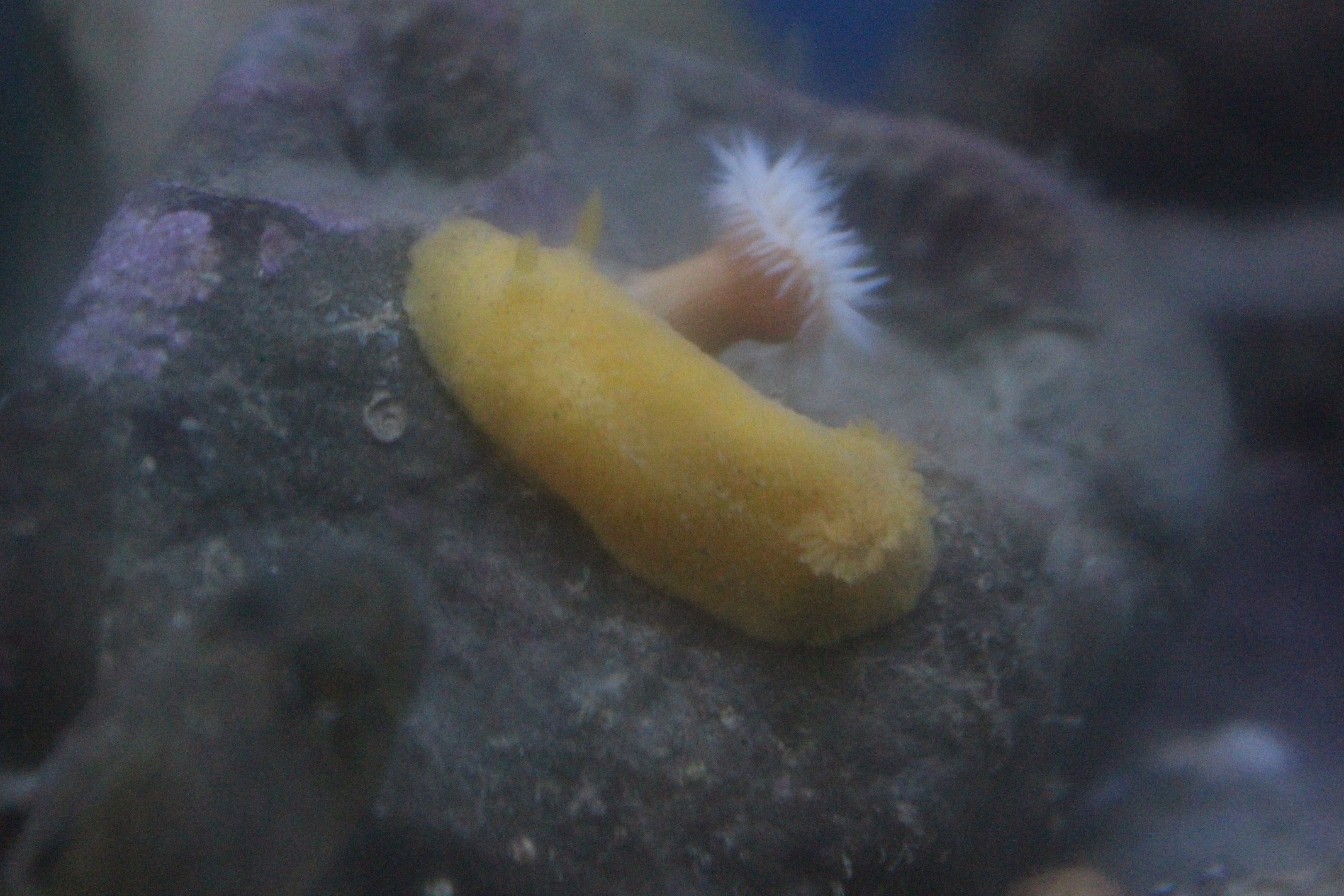Nudibranch, anemone, and Tripterygiidae sp.