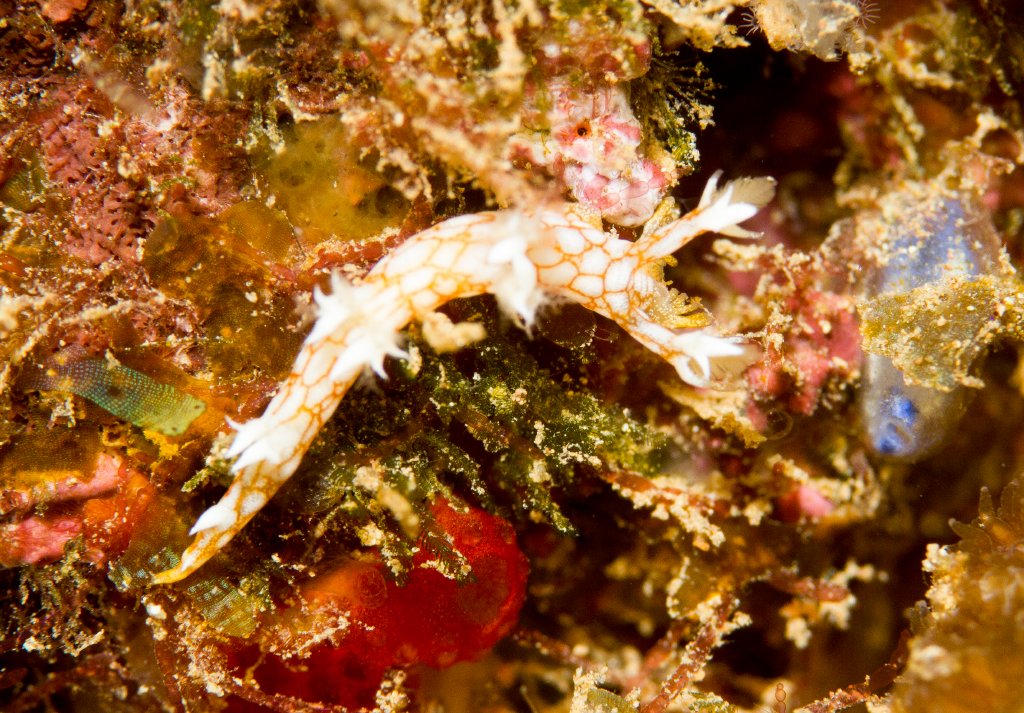 Nudibranch - Bornella hermanni