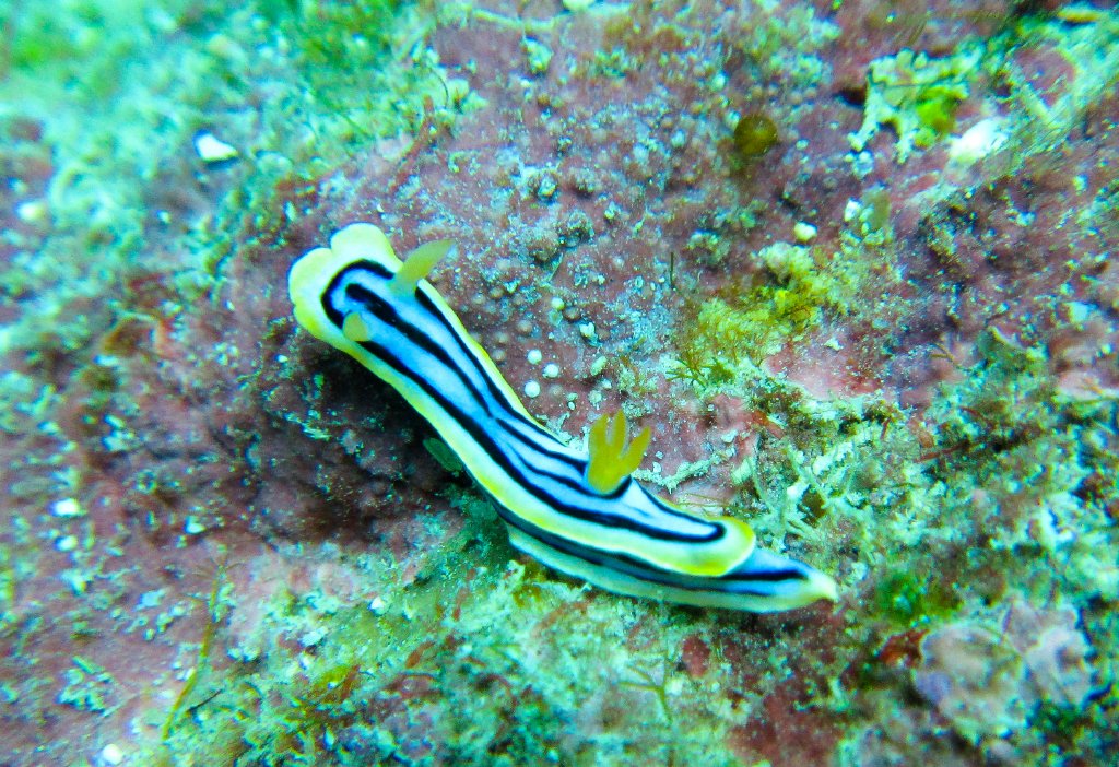 Nudibranch - Chromodoris elizabethina