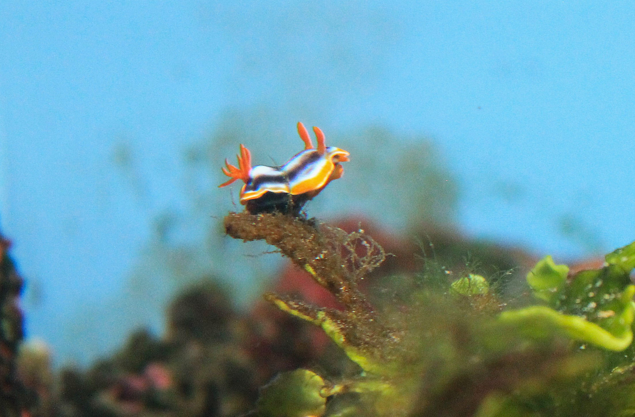 Nudibranch (Chromodoris magnifica)