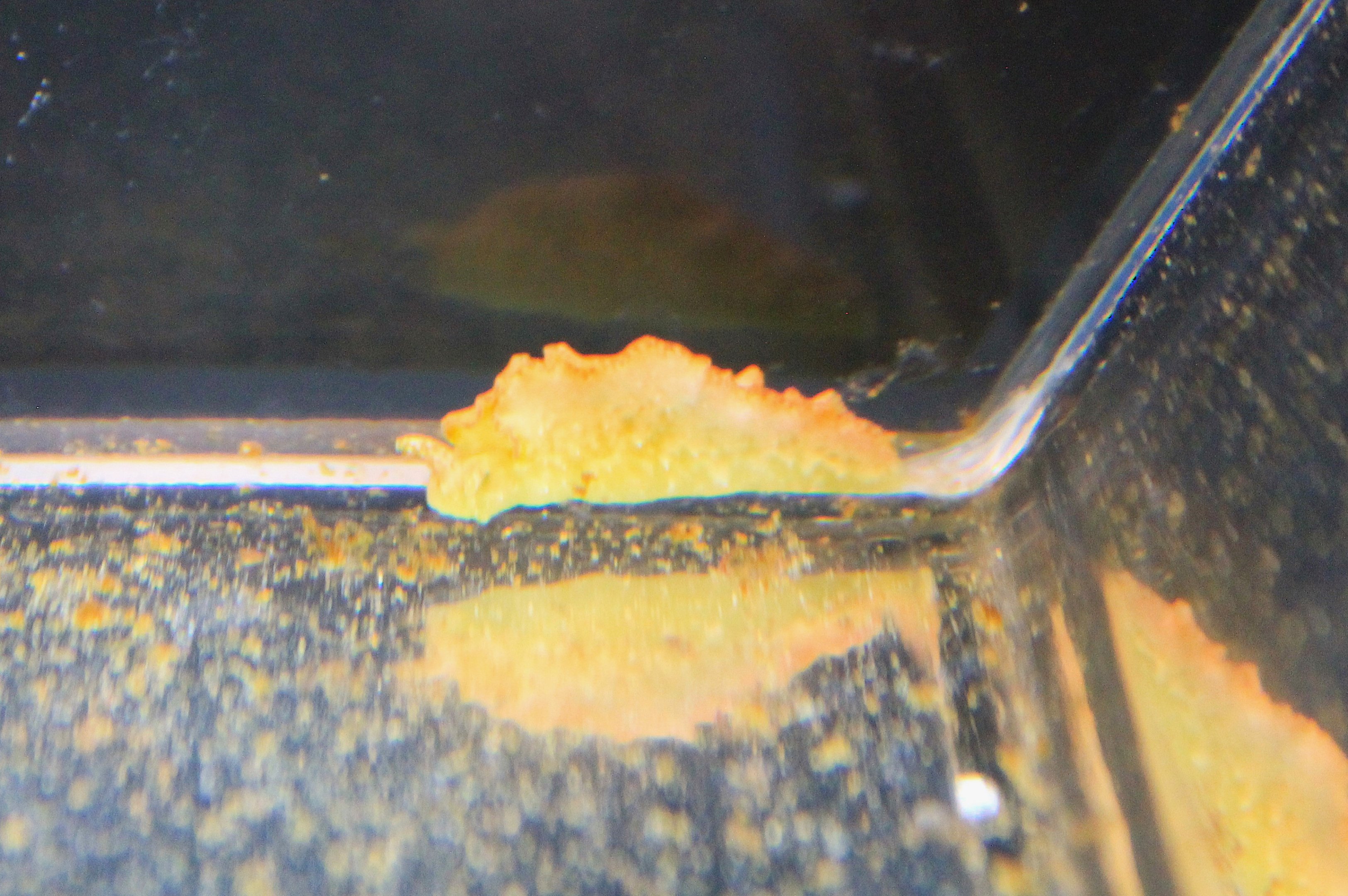 Nudibranch (Elysia degeneri)