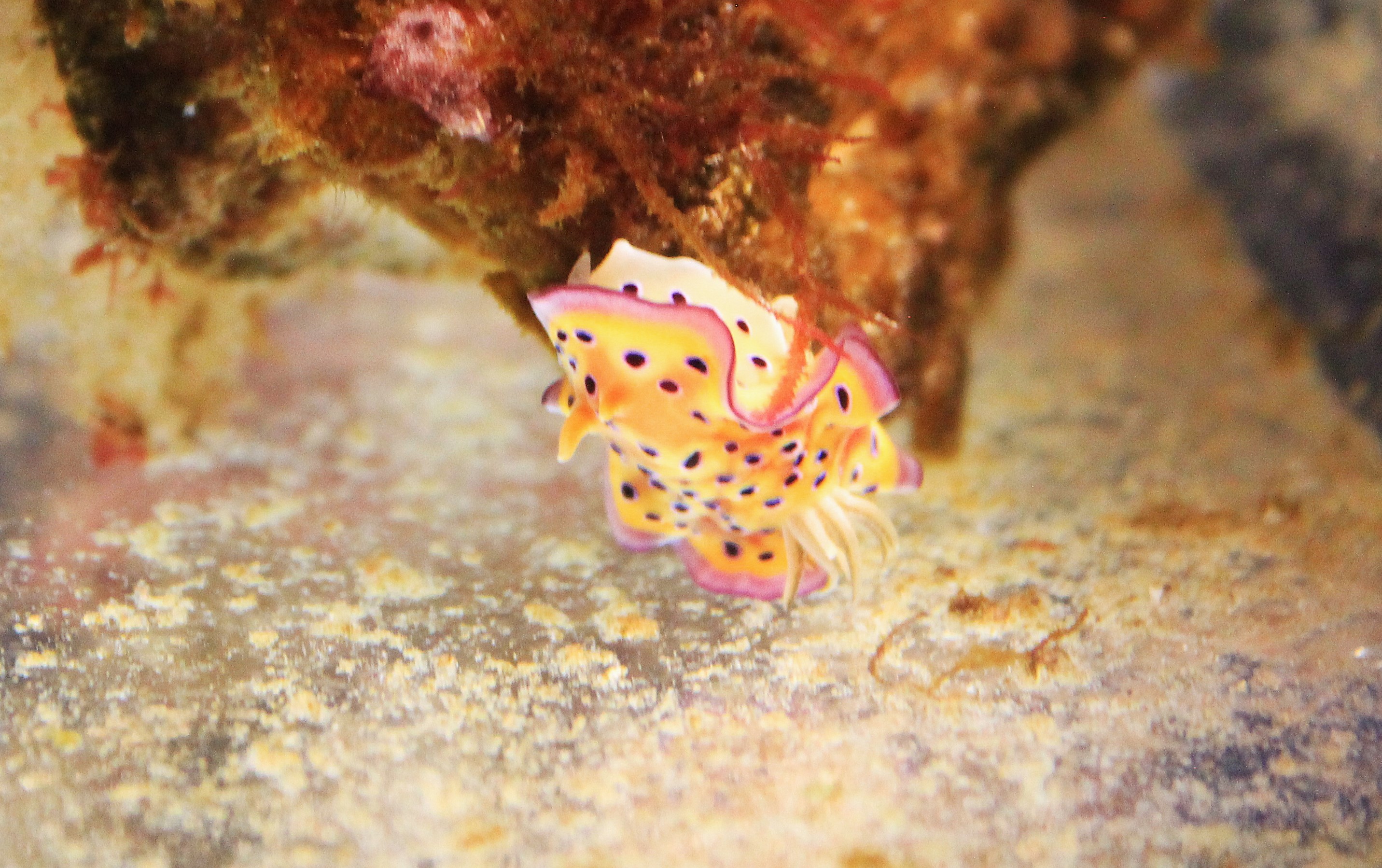 Nudibranch (Goniobranchus kuniei)