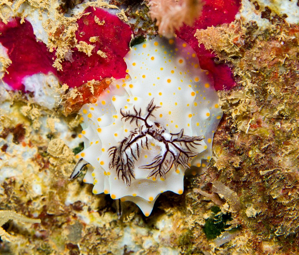 Nudibranch - Halgerda stricklandi