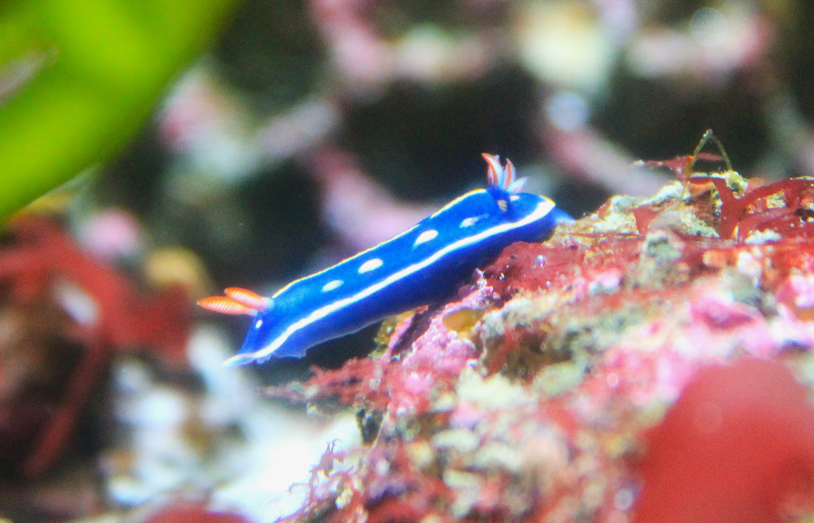 Nudibranch (Hypselodoris festiva)