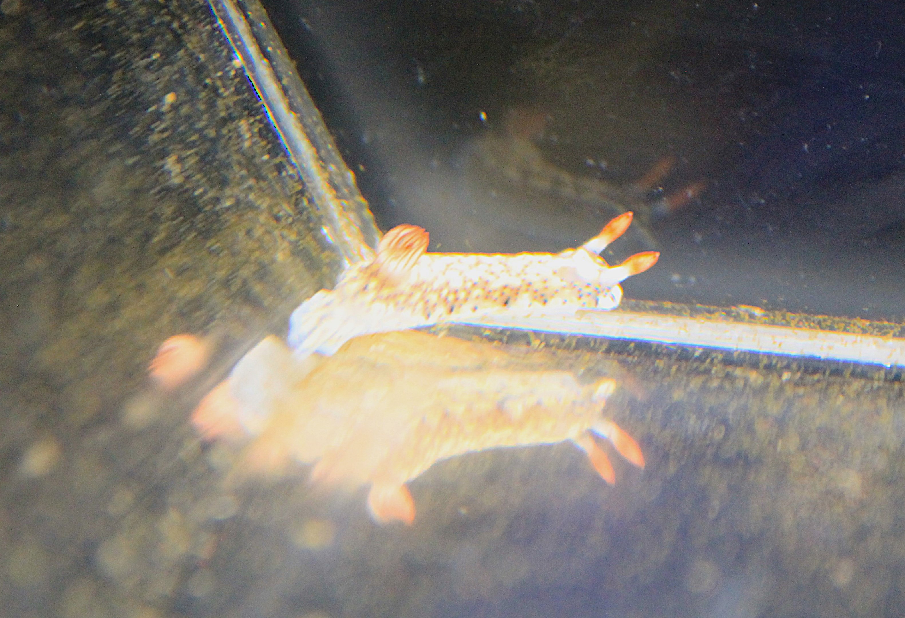 Nudibranch (Hypselodoris infucata)