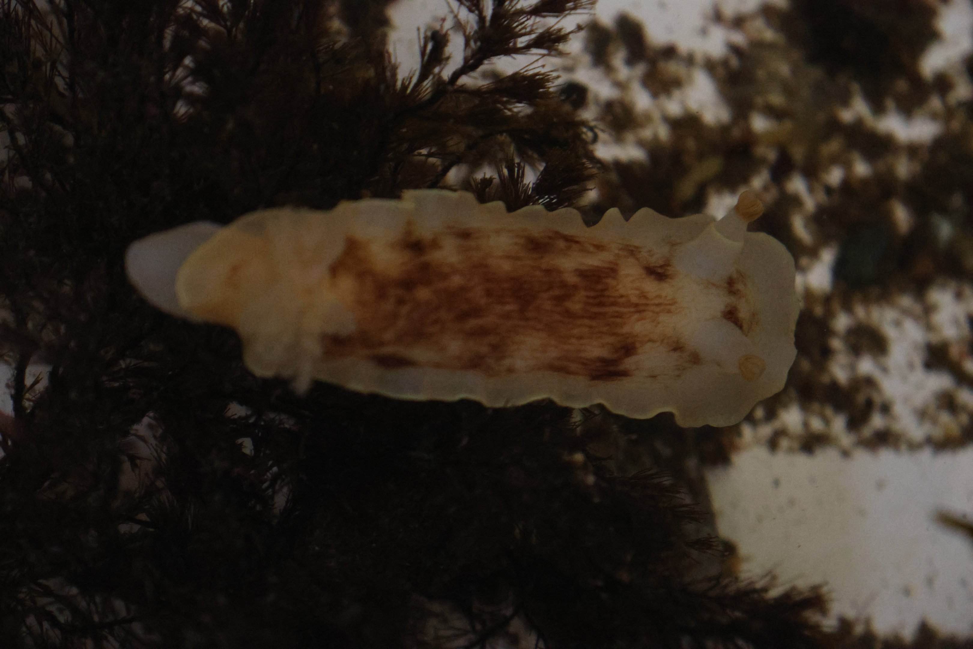 Nudibranch, open day at VUW Coastal Ecology Laboratory (Island Bay, Wellington)