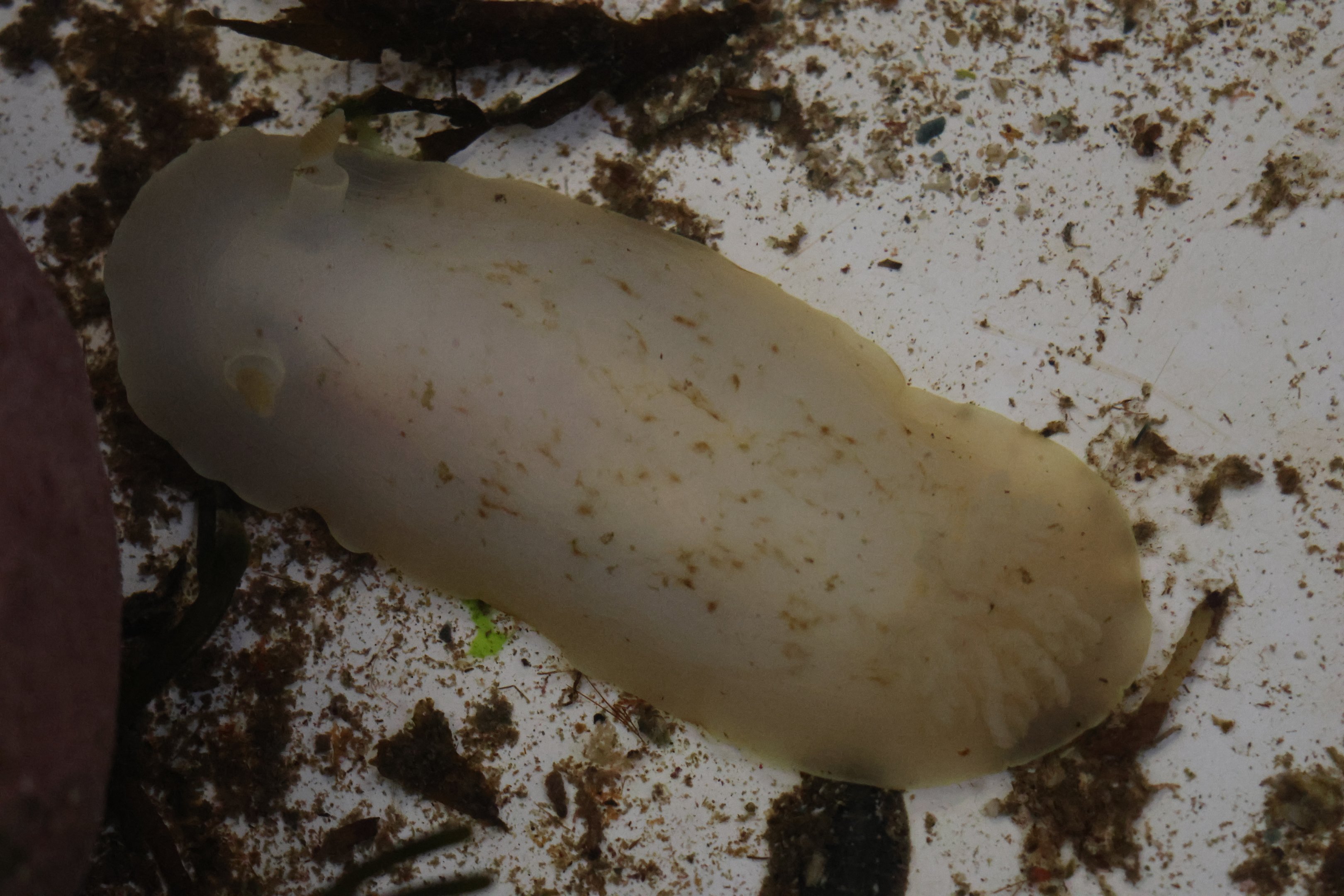 Nudibranch, open day at VUW Coastal Ecology Laboratory (Island Bay, Wellington)