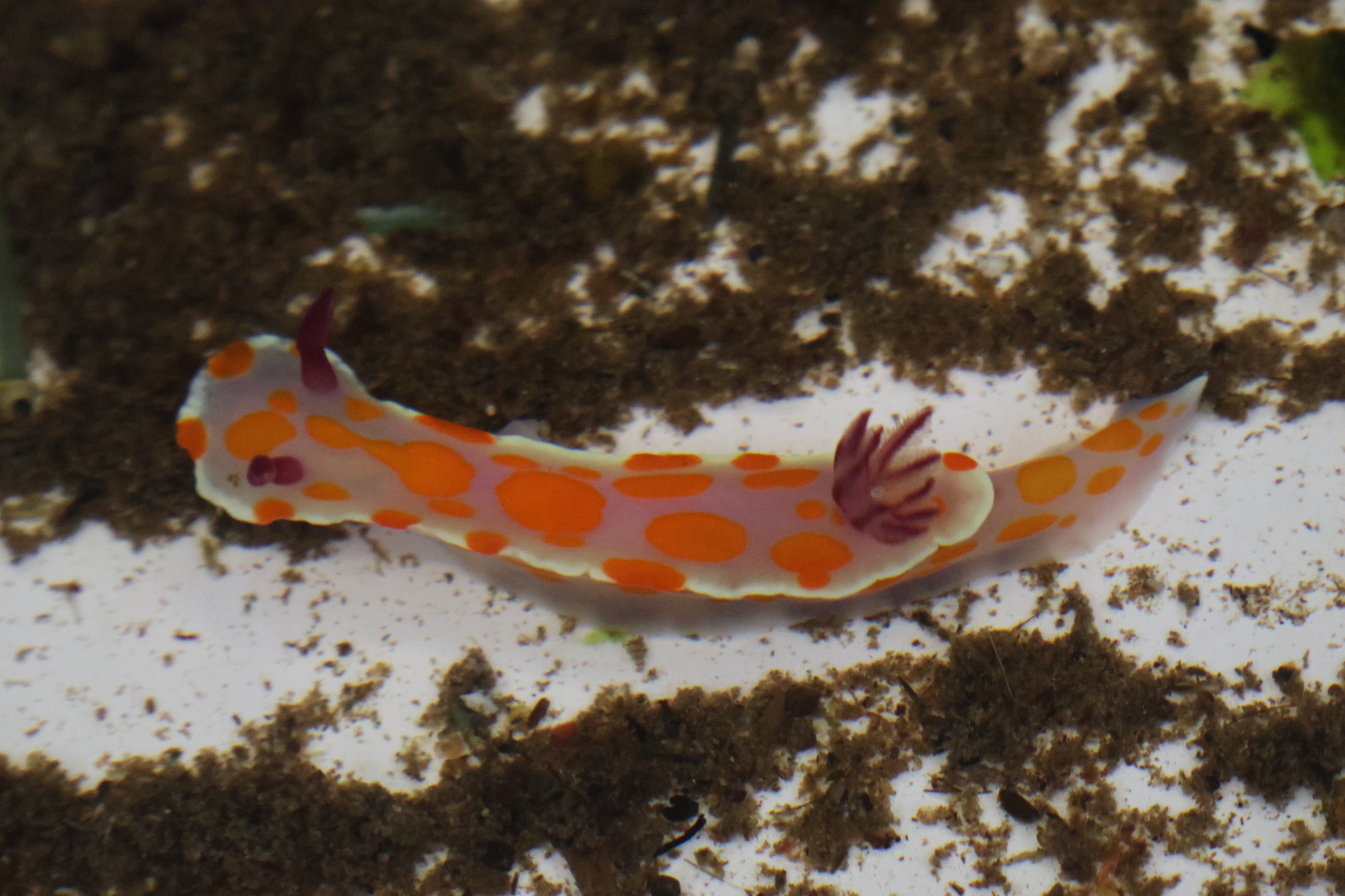 Nudibranch, open day at VUW Coastal Ecology Laboratory (Island Bay, Wellington)