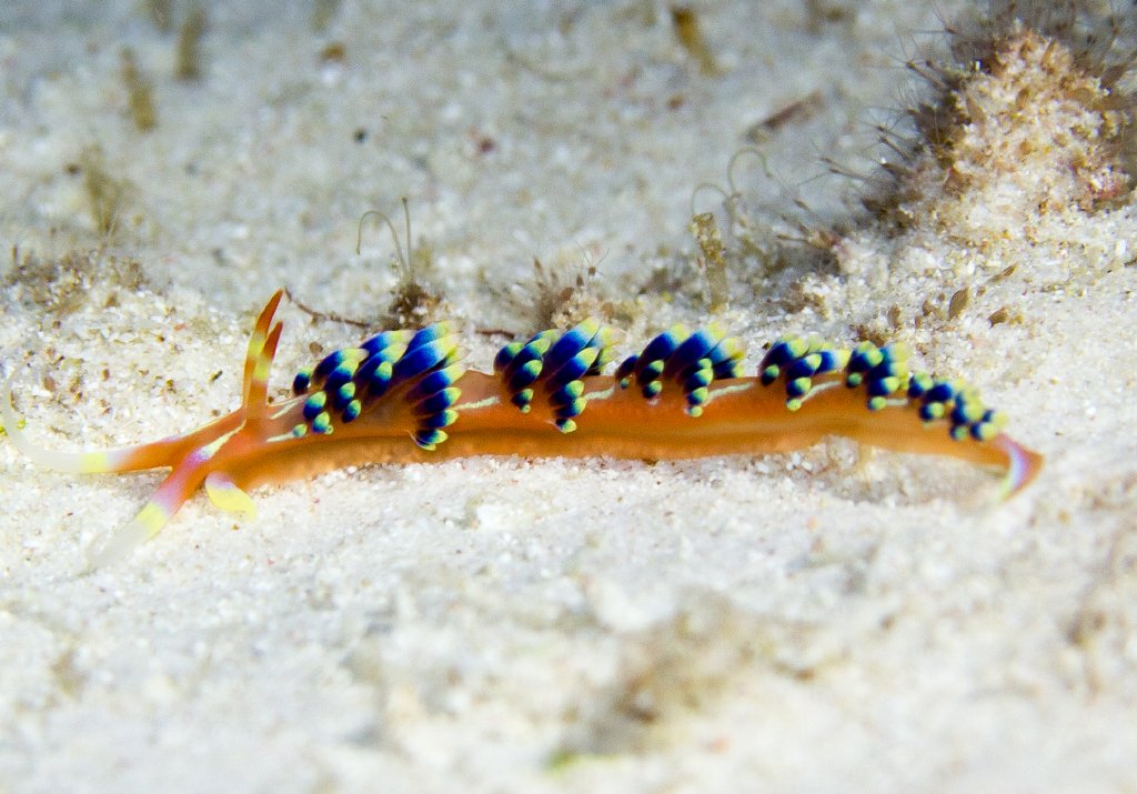 Nudibranch - Phidiana indica