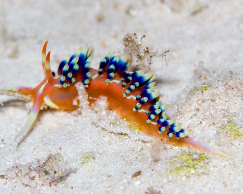 Nudibranch - Phidiana indica