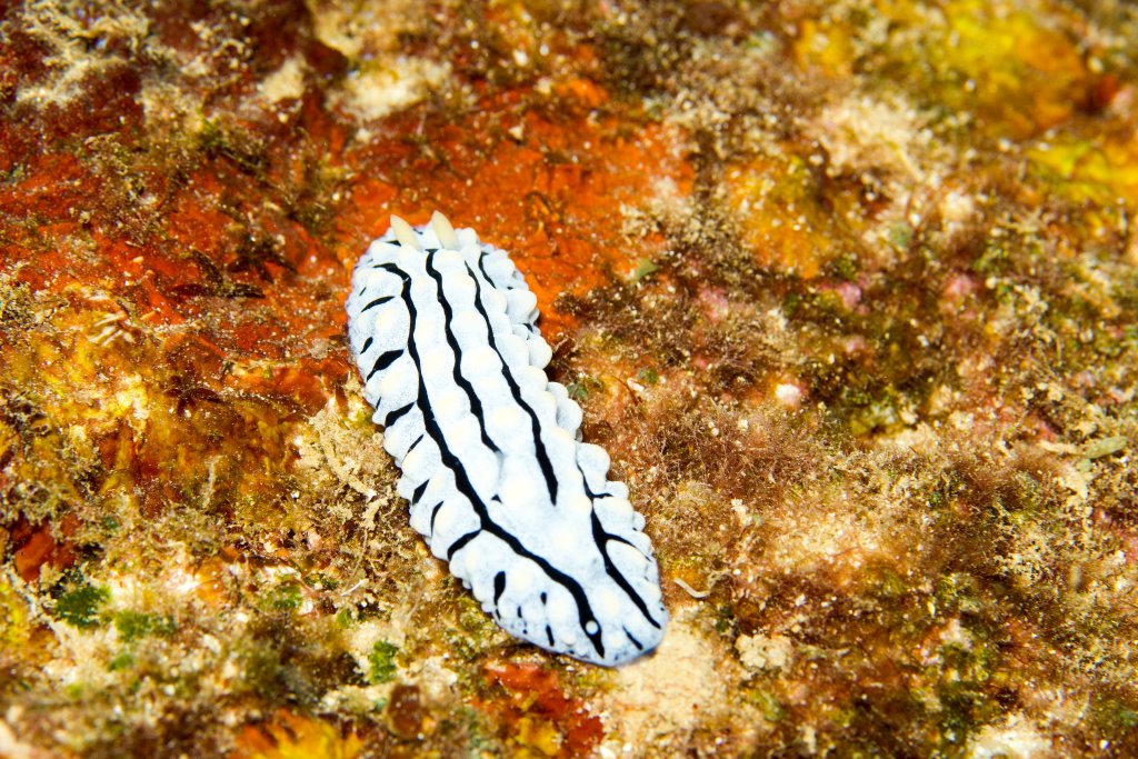 Nudibranch - Phylidia varicosa