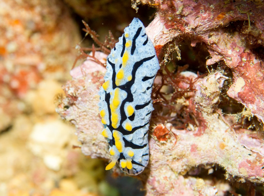 Nudibranch - Phylidia varicosa