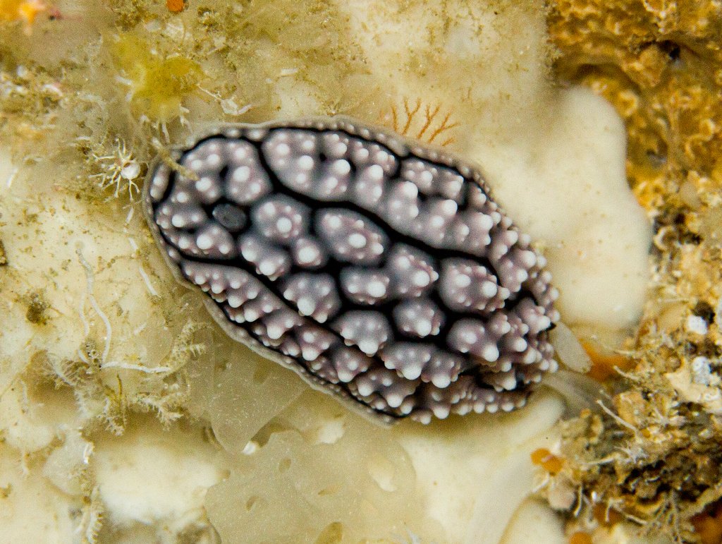 Nudibranch - Phylidiella sp.