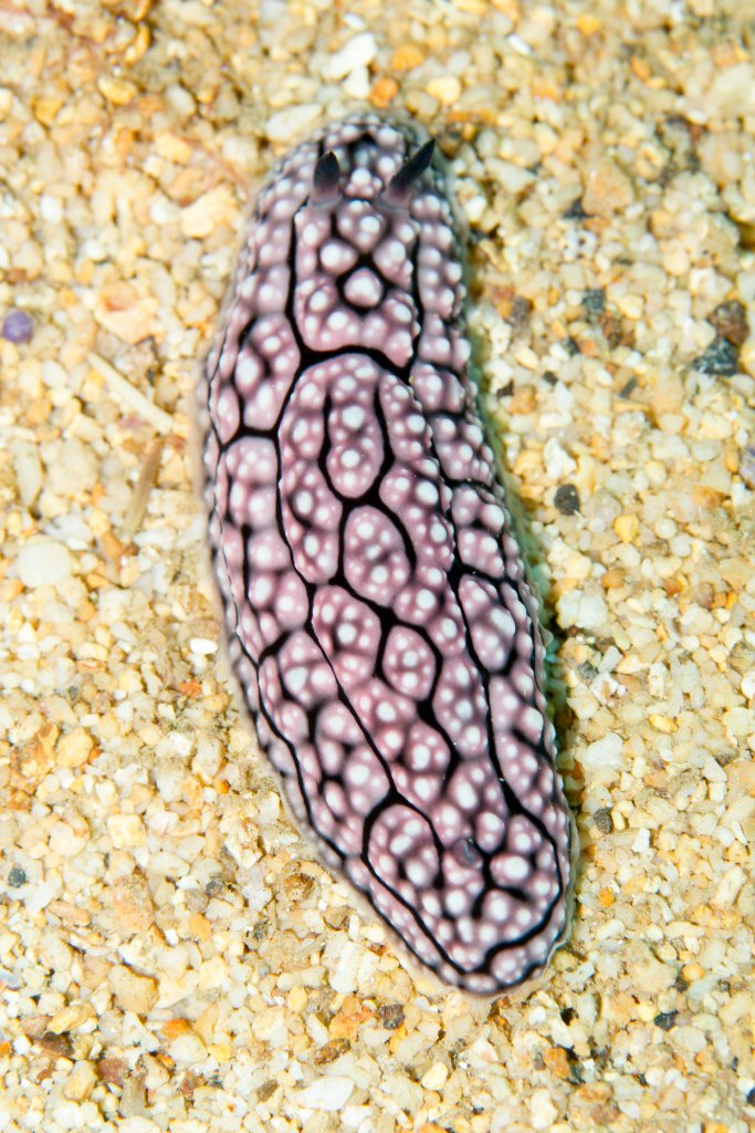 Nudibranch - Phylidiella sp.