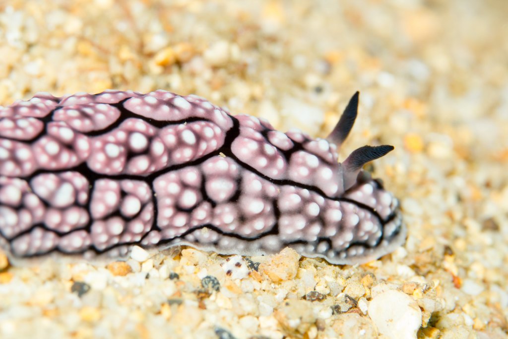 Nudibranch - Phylidiella sp.