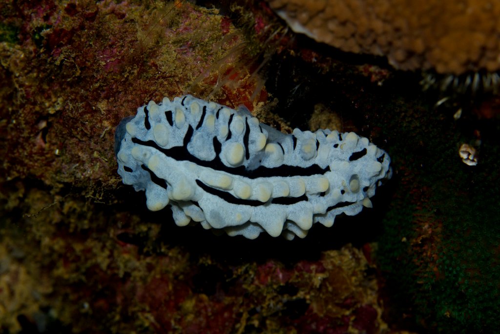 Nudibranch - Phyllidia alyta