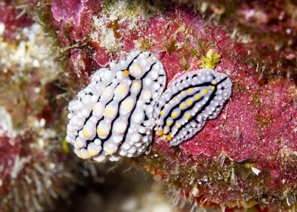 Nudibranch - Phyllidia elegans