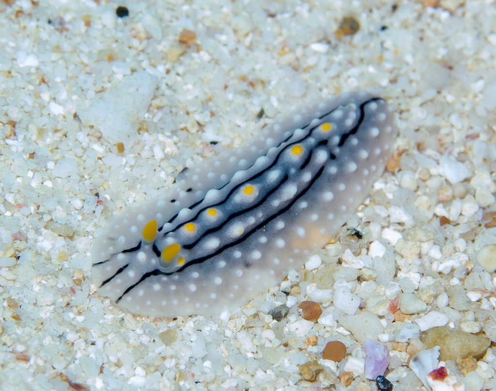 Nudibranch - Phyllidia species