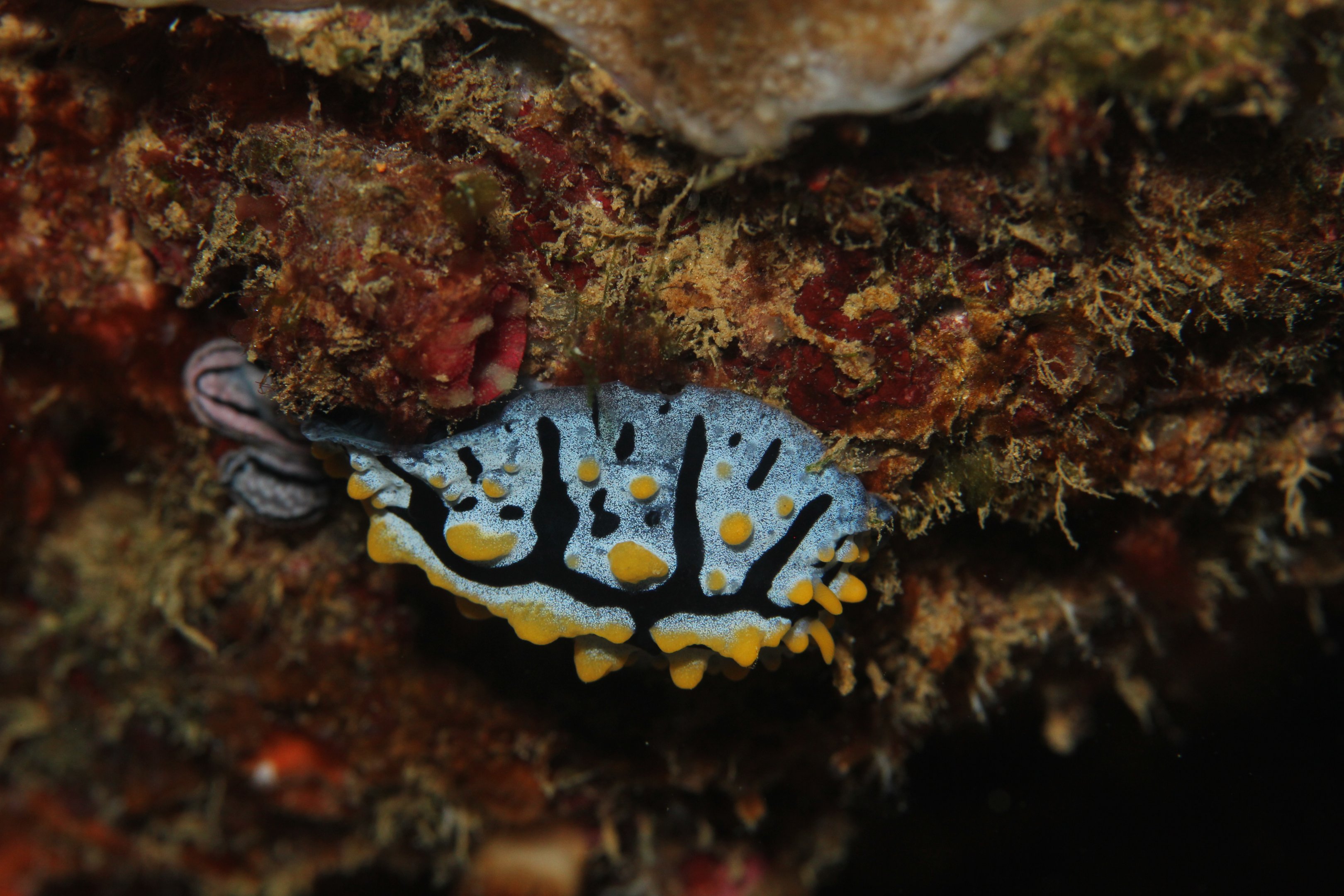 Nudibranch - Phyllidia varicosa