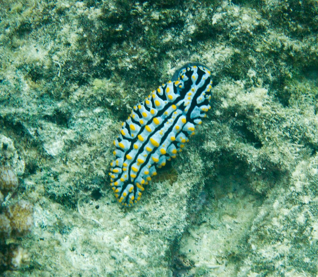 Nudibranch - Phyllidia varicosa